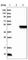 N-Terminal EF-Hand Calcium Binding Protein 1 antibody, HPA025963, Atlas Antibodies, Western Blot image 