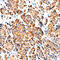 S1PR5 antibody, AF-396-NA, R&D Systems, Immunohistochemistry frozen image 
