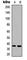 Hydroxysteroid 11-Beta Dehydrogenase 1 antibody, abx121951, Abbexa, Western Blot image 