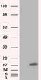 Tetratricopeptide Repeat Domain 32 antibody, CF501341, Origene, Western Blot image 