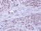 BCL2 Like 10 antibody, NBP1-31681, Novus Biologicals, Immunohistochemistry frozen image 