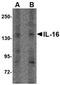 Interleukin 16 antibody, orb75127, Biorbyt, Western Blot image 