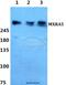 Matrix Remodeling Associated 5 antibody, GTX00827, GeneTex, Western Blot image 