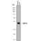 Aldo-keto reductase family 1 member C4 antibody, AF6957, R&D Systems, Western Blot image 