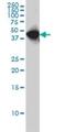 WD Repeat Domain 4 antibody, H00010785-M01, Novus Biologicals, Western Blot image 