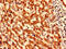 Synaptojanin 2 Binding Protein antibody, LS-C396649, Lifespan Biosciences, Immunohistochemistry frozen image 