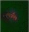 5-Methyl Cytosine antibody, MBS534787, MyBioSource, Immunofluorescence image 