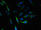 Solute Carrier Family 4 Member 8 antibody, LS-C377591, Lifespan Biosciences, Immunofluorescence image 