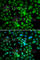 Synaptonemal Complex Central Element Protein 1 antibody, A7218, ABclonal Technology, Immunofluorescence image 