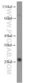 Methionine Sulfoxide Reductase A antibody, 14547-1-AP, Proteintech Group, Western Blot image 