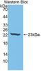 Interleukin 18 antibody, LS-C720366, Lifespan Biosciences, Western Blot image 