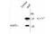 Aquaporin 2 antibody, MBS835112, MyBioSource, Western Blot image 