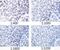Lamin A/C antibody, GTX00774, GeneTex, Immunohistochemistry paraffin image 