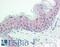 Class E basic helix-loop-helix protein 41 antibody, LS-B9787, Lifespan Biosciences, Immunohistochemistry frozen image 