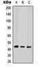 Cytochrome C Oxidase Assembly Homolog COX15 antibody, orb235109, Biorbyt, Western Blot image 