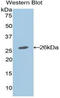 APC Regulator Of WNT Signaling Pathway antibody, LS-C292638, Lifespan Biosciences, Western Blot image 