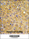 DLG Associated Protein 5 antibody, 61-521, ProSci, Immunohistochemistry paraffin image 