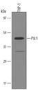 SPINK1 antibody, AF5870, R&D Systems, Western Blot image 