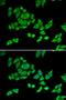 PHD Finger Protein 21A antibody, orb247374, Biorbyt, Immunofluorescence image 