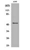 Cholinergic Receptor Muscarinic 4 antibody, orb161657, Biorbyt, Western Blot image 