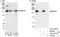 SR-Related CTD Associated Factor 8 antibody, A301-036A, Bethyl Labs, Western Blot image 