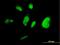 Transcription Elongation Factor A3 antibody, H00006920-M07, Novus Biologicals, Immunofluorescence image 