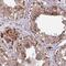 MAP7 Domain Containing 2 antibody, PA5-62423, Invitrogen Antibodies, Immunohistochemistry frozen image 