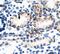 Bone Morphogenetic Protein 7 antibody, ab56023, Abcam, Immunohistochemistry paraffin image 