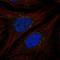 STEAP4 Metalloreductase antibody, HPA075871, Atlas Antibodies, Immunofluorescence image 