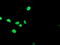 Apurinic/Apyrimidinic Endodeoxyribonuclease 1 antibody, LS-B10216, Lifespan Biosciences, Immunofluorescence image 