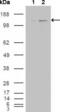 ABL Proto-Oncogene 2, Non-Receptor Tyrosine Kinase antibody, MA5-15586, Invitrogen Antibodies, Western Blot image 