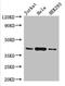 HLA-C protein antibody, orb239542, Biorbyt, Western Blot image 