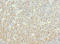 Nuclear Autoantigenic Sperm Protein antibody, LS-C676118, Lifespan Biosciences, Immunohistochemistry paraffin image 