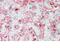 Stomatin antibody, NBP2-26195, Novus Biologicals, Immunohistochemistry frozen image 