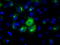Lipase G, Endothelial Type antibody, TA501039, Origene, Immunofluorescence image 