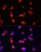 CD44 antibody, LS-C746727, Lifespan Biosciences, Immunofluorescence image 