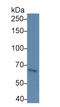 Toll Like Receptor 3 antibody, LS-C701770, Lifespan Biosciences, Western Blot image 