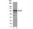 Lamin A/C antibody, R30269, NSJ Bioreagents, Western Blot image 