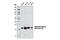 Histone Cluster 1 H2A Family Member A antibody, 8240S, Cell Signaling Technology, Western Blot image 