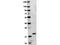 TNF Superfamily Member 11 antibody, TA319469, Origene, Western Blot image 