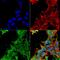 Adrenoceptor Alpha 2C antibody, MA5-27725, Invitrogen Antibodies, Immunofluorescence image 