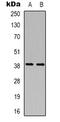 CD84 Molecule antibody, abx133773, Abbexa, Western Blot image 