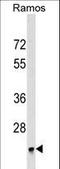 BRI3 Binding Protein antibody, LS-C159183, Lifespan Biosciences, Western Blot image 