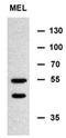 Multiple inositol polyphosphate phosphatase 1 antibody, AP52700PU-N, Origene, Western Blot image 