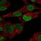 Paired Like Homeobox 2B antibody, NBP2-57536, Novus Biologicals, Immunofluorescence image 