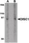 DISC1 Scaffold Protein antibody, PA5-20422, Invitrogen Antibodies, Western Blot image 