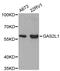 Growth Arrest Specific 2 Like 1 antibody, MBS126912, MyBioSource, Western Blot image 