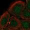 Dynein Heavy Chain Domain 1 antibody, NBP2-55492, Novus Biologicals, Immunocytochemistry image 