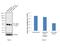 Casein Kinase 2 Alpha 1 antibody, PA5-28602, Invitrogen Antibodies, Western Blot image 