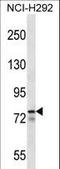 MLX Interacting Protein Like antibody, LS-C164225, Lifespan Biosciences, Western Blot image 